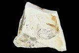 Fossil Pea Crab (Pinnixa) From California - Miocene #105034-1